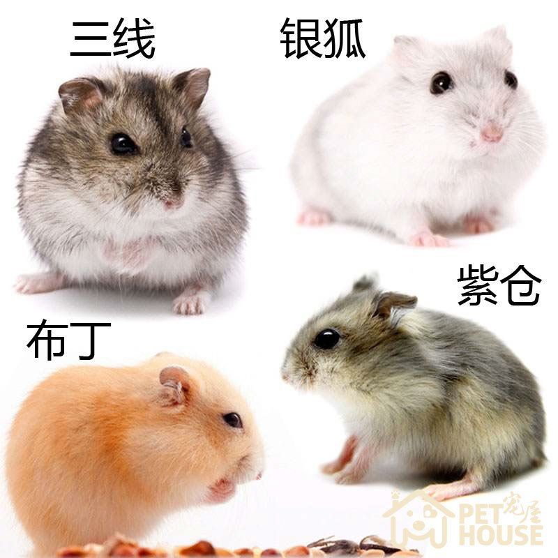 Hamsters living thing Silver fox Pudding Three line Purple positions Mini Pets cage Supplies foodstuff Transport cage