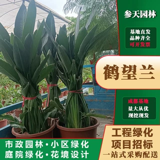 鹤望兰高度冠幅80~150公分可选鹤望兰批发工程地被草花供应直销