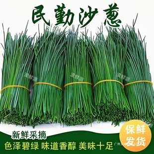 ��S���C�������rɳ�[1/2/3/5��Ұ��ɳ�[ֱ�������l�A������֧��