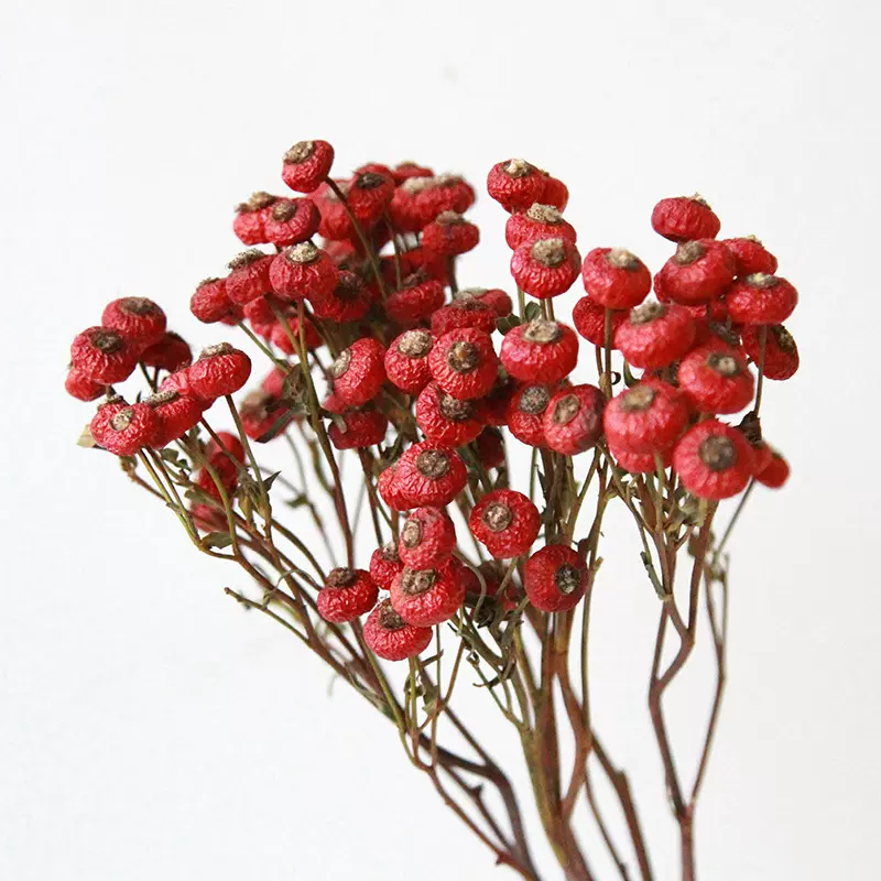 狂想者蔷薇果干花云南源头工厂家居饰品自然干花玫瑰果插花diy