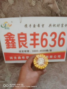 Производитель продает гибридные семена кукурузы Xinliangfeng 636 с красным валом, общие сельскохозяйственные гибридные семена кукурузы.
