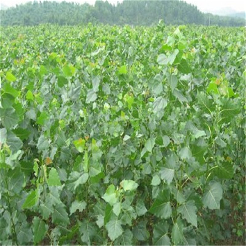 基地直发杨树产地直销造景工程生态造林苗