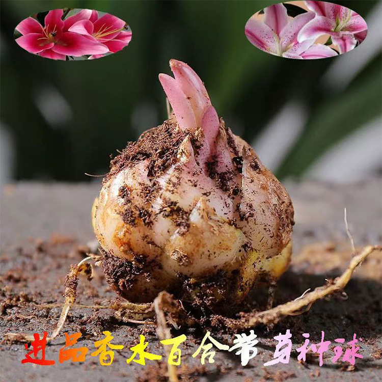 进口香水百合种球四季开花好养郁金香水仙花种球朱顶红风信子种球