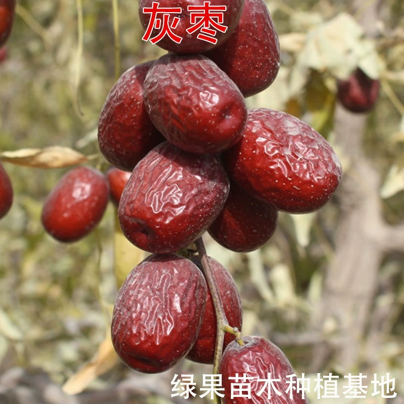 Саженцы фруктовых деревьев из Руоцян, Синьцзян, саженцы зизифуса, саженцы зизифуса, сушеные саженцы зизифуса, привитые крупными красными саженцами зизифуса для посадки в горшках или на грунте.