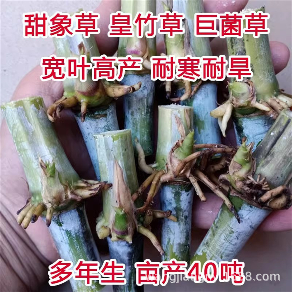 红象草种节无毛甜象草3号种子紫色皇竹草耐寒巨菌草多年生四季