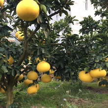 ���Ә��箔��Y���ش�޽���t�����������籱���Ϸ��Nֲ�辰ͥԺ