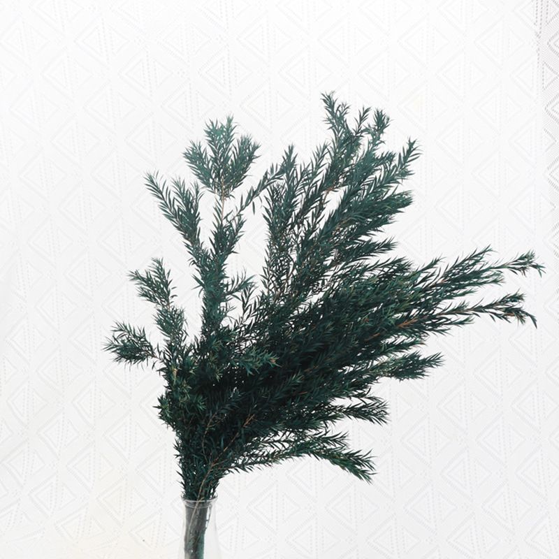 Inmortal Melaleuca de oro, pino y ciprés, hojas de eucalipto, flores secas, hojas, ramas, ramos, futones, plantas decorativas, flores