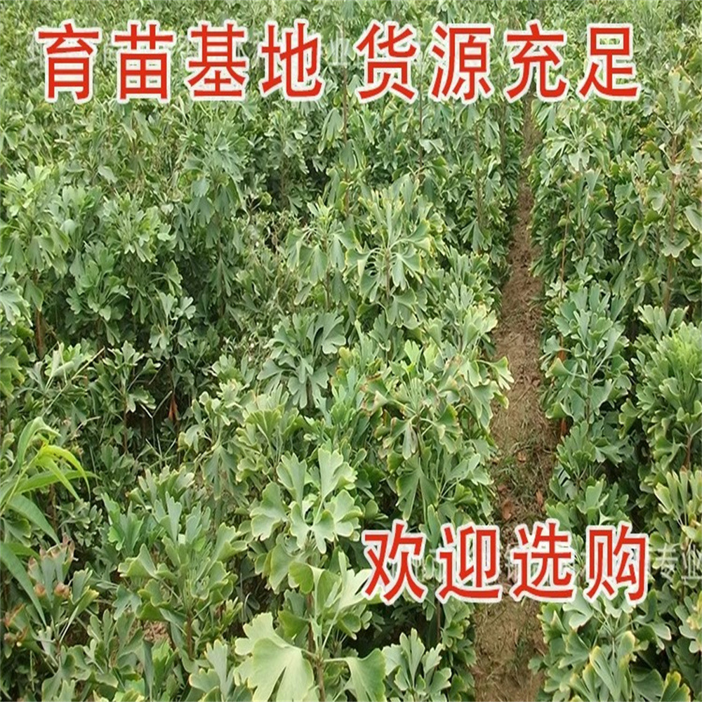 工程绿化银杏树苗南北方种植银杏苗庭院大型银杏树绿化苗白果树苗