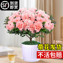 ���N�����Ի���ֲ���҃Ȼ��������w�Ϙ��ļ��_��������B�׻�Gֲ