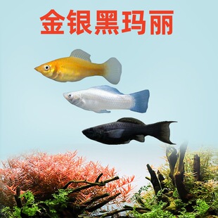 ���y�ڬ����~���w�Ꭷ�^�p�~��ֱ�N���l�R��̥���~�ɷ�ֳ�׻�ˮ��