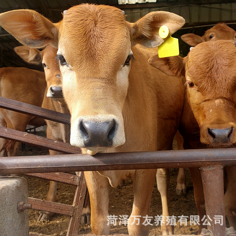 鲁西黄牛肉牛苗牛犊 改良杂交鲁西黄牛价格 杂交小肉牛犊牛苗