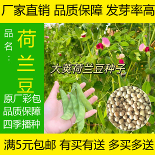 �㶹��N�ӷǟo��㶹��ˮ����횺��m�����ѿ����ļ����߲˷N��