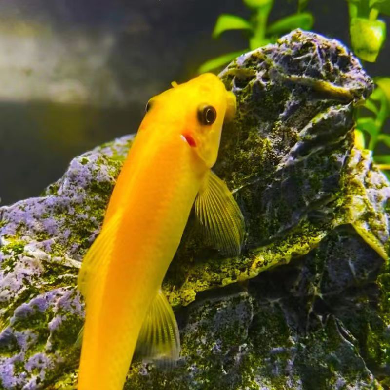 Peces limpiadores, musgo dorado, ratas, peces, ratas, herramientas de limpieza de acuarios, tres espadachines para comer musgo para eliminar algas, envío gratuito.