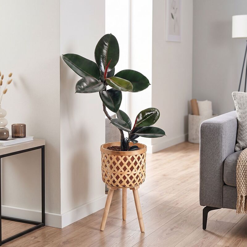 Decorative Black Diamond Rubber Tree, Indoor Living Room Green Plant, Air Purifying, Easy to Care for, Suitable for Beginners Decorative Black Diamond Rubber Tree, Indoor Living Room Green Plant, Air Purifying, Easy to Care for, Suitable for Beginners