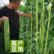 張塘高產豇豆種子特長四季豆秋冬季春季豆角種籽大全蔬菜種苗農家
