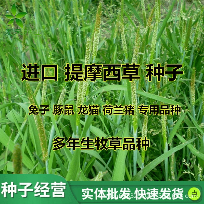 Тимоти семена Тоторо трава кролика Морская Свинка Свинья семян сезон