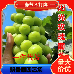 һ�����lꖹ�õ�����ј������ј��m�ش�޷����������ٱ��Ϸ��Nֲ