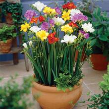 ���]��ëݹ�N���M���ذ껨ëݢ���o�N����ĵ����˹ëݢ���~ĵ����