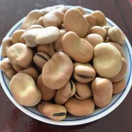 云南产白蚕豆干货生蚕豆干蚕豆胡豆白皮罗汉豆高产种子发芽豆