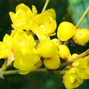 �D÷�������̨�^�p�������������D÷�辰�G÷�ͺ�ԭ��÷������