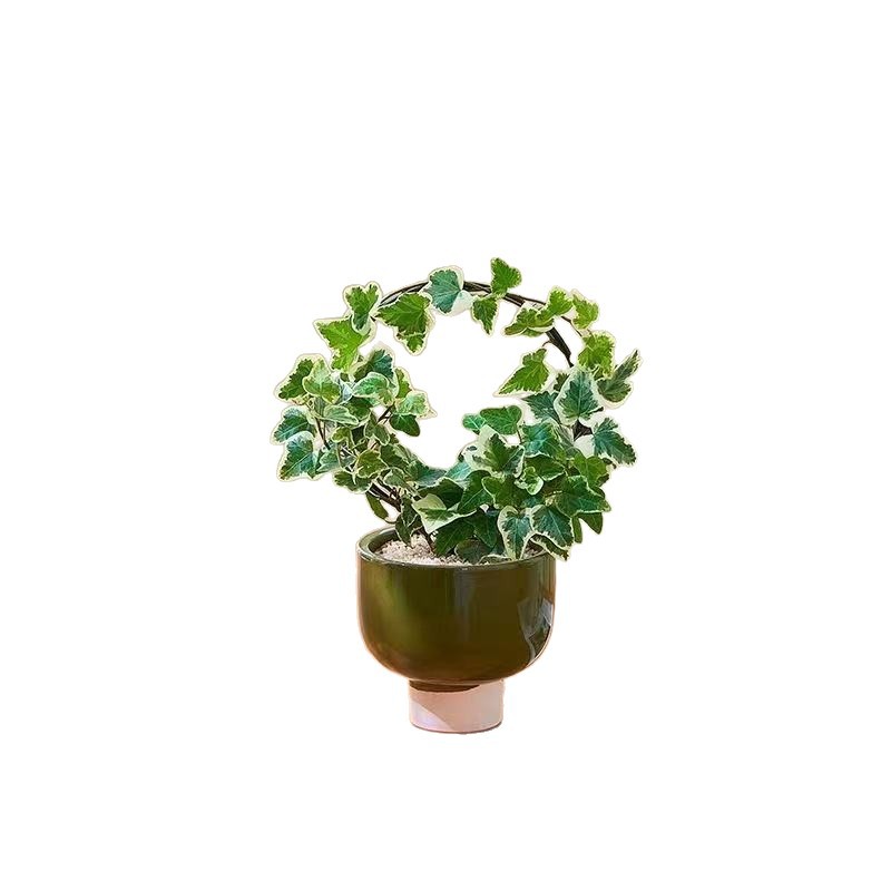 Creativa maceta verde árbol de hierro manzana verde bola de musgo / bambú batata hidroponía en maceta buena para mantener la mesa interior