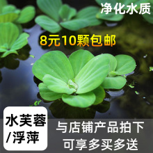 T水芙蓉水葫芦浮莲浮萍养龟鱼净化水质室内水草造景活体植物微景