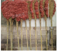 批发塑料丝大扫把竹扫帚马路扫院子竹扫把环卫竹扫把农村家用户外