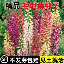 ë���S���N�ļ��Nֲ�_�����Ի����̨ͥԺ�^�p���ܶ������׻��