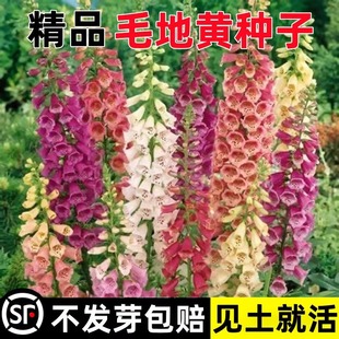 ë���S���N�ļ��Nֲ�_�����Ի����̨ͥԺ�^�p���ܶ������׻��