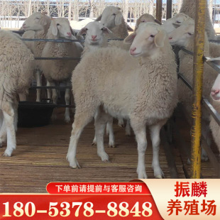 小尾寒羊小羊崽成年母羊羊羔价格小羊苗提供养殖-阿里巴巴
