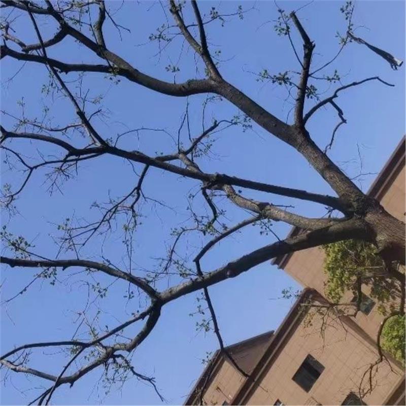 침수건은 무작위로 배포됩니다.