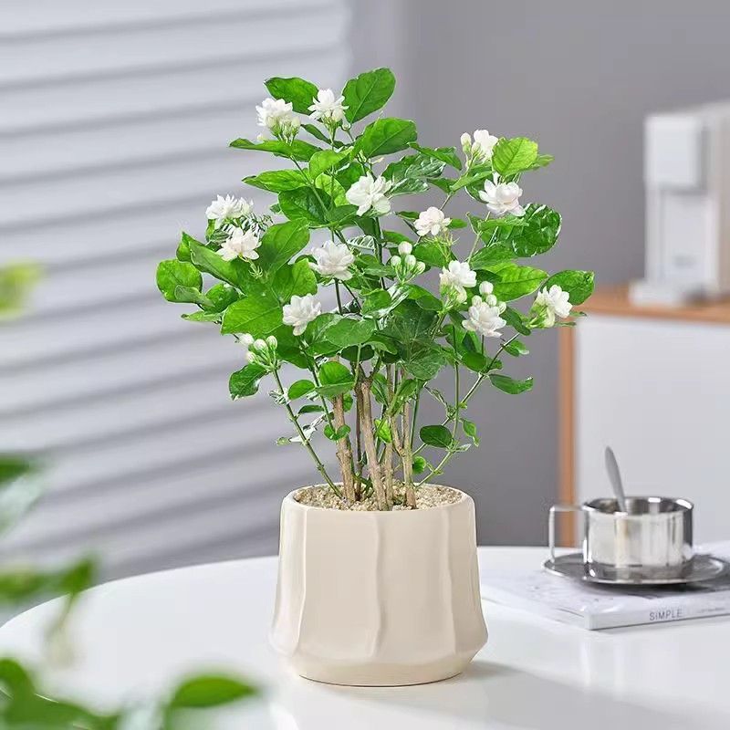 茉莉花盆栽重瓣浓香开花不断室内阳台四季好养花卉绿植驱蚊草防蚊