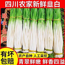 新鲜带叶韭白四川农家特产蔬菜可炒菜凉拌烧烤非韭黄韭菜韭菜花