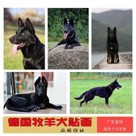 狗狗海报警犬德国牧羊犬客厅卧室自粘贴画动物狼狗图片不干胶贴纸