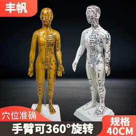 丰帆针灸穴位人体模型经络穴位模特图全身中医十二铜人扎针小皮人