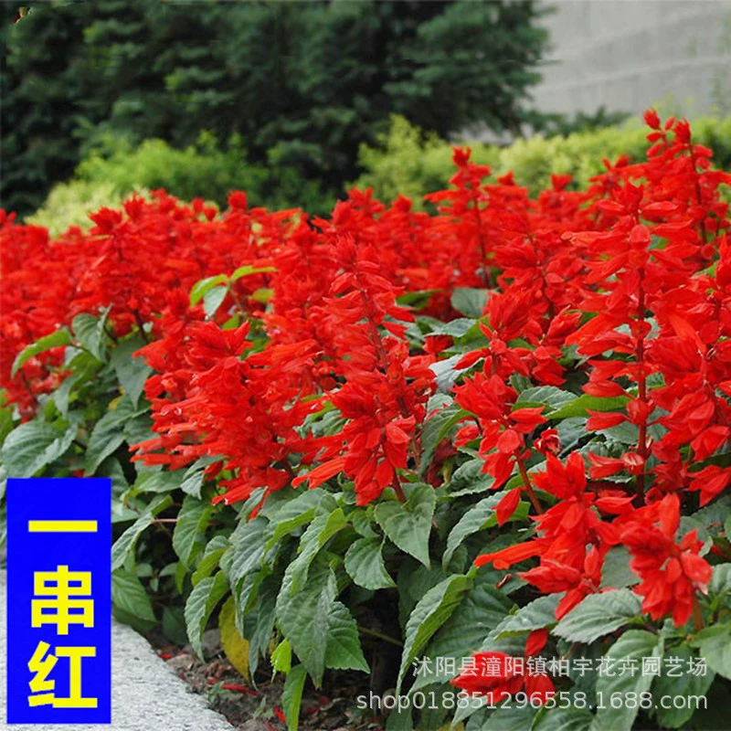 Строка красных семян весенне-осенний посев многолетних Балконный двор Горшечное растение строка синих цветов рассада слоновая кость красная строка семян сафлора