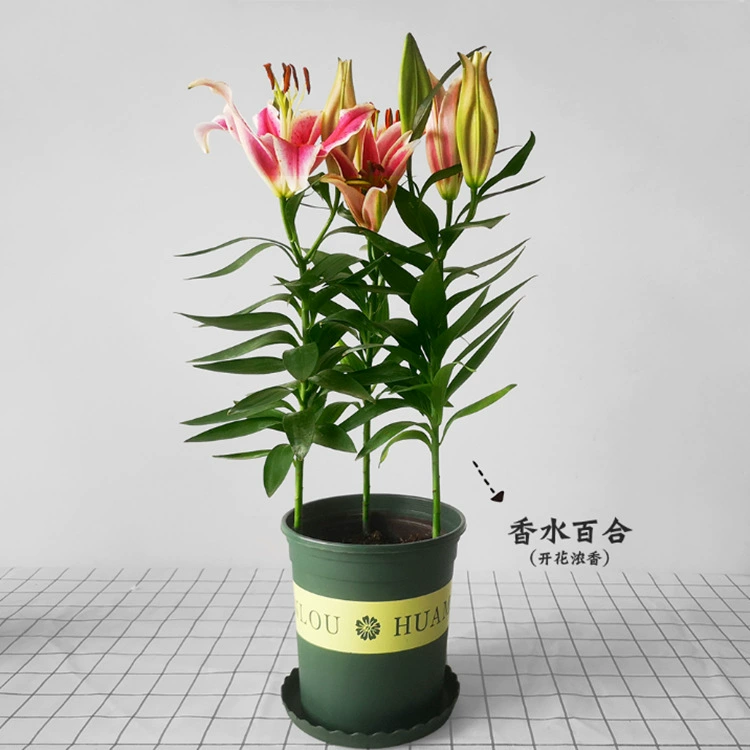 Парфюмерный шарик семян лилии импортный цветок рассада семян двойной лепесток с бутоном Four Seasons легко выращивать карликовый луковичный цветок зеленое растение Горшечное растение