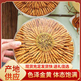 礼盒装冬虫夏草批发 虫草批发100根装 300根装  图片均为实物拍摄