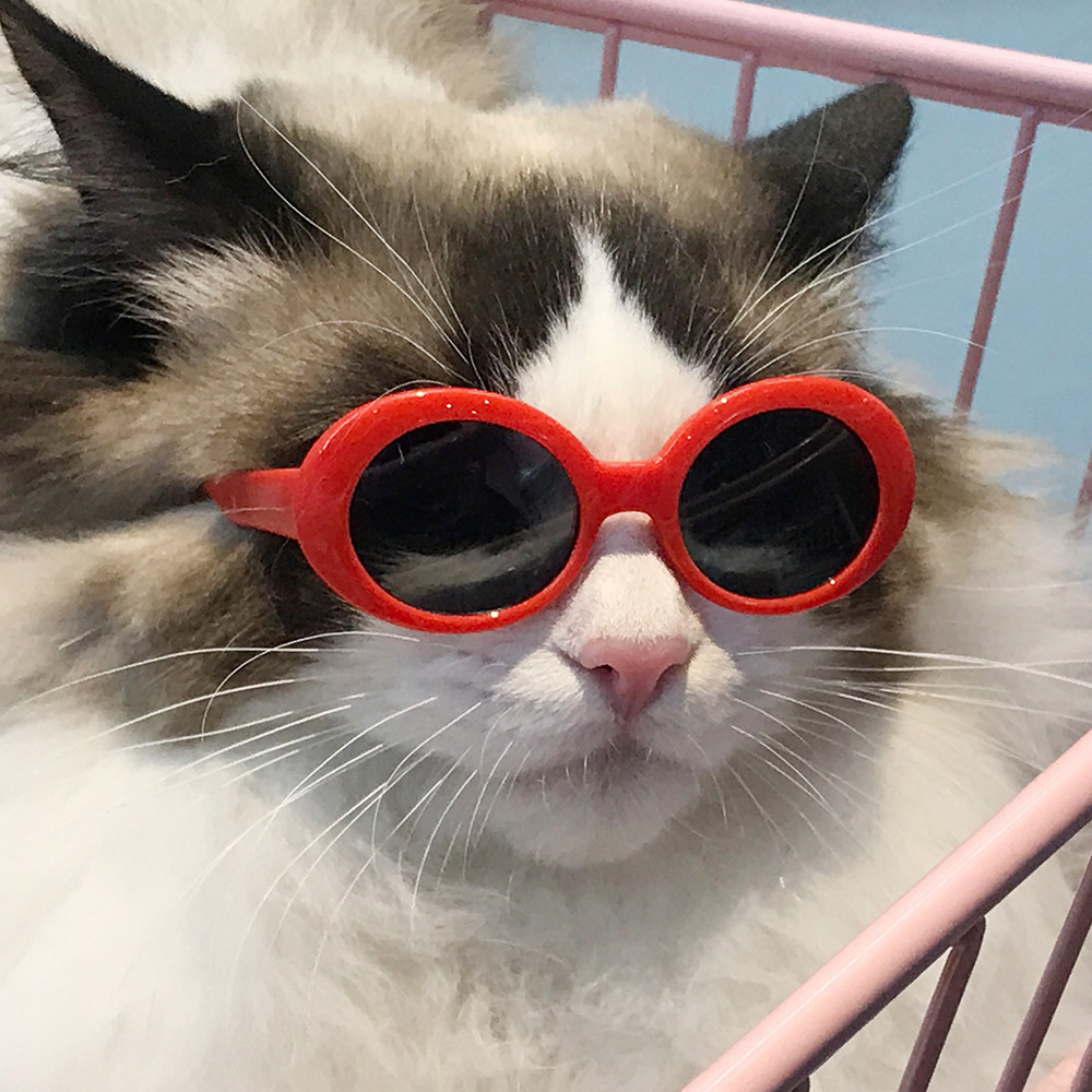 Süß Einfacher Stil PC Sonnenbrille Tierzubehör display picture 5