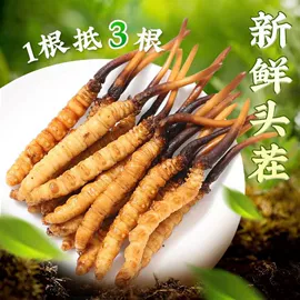 膳食纤维;微生物发酵;冬虫夏草