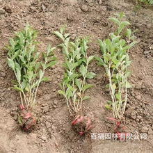 l t\  ԃr L ·Gh h ɫK