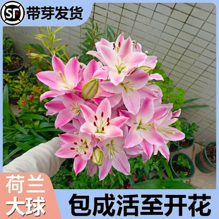 �����ذ��S��԰ٺϷN��ѿ�ش����ļ��_����ˮ�ٺϰ�����