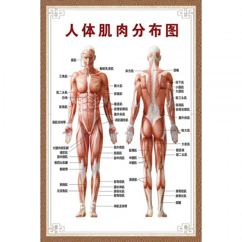 人体结构示意图分布图肌肉解剖院大挂图图示意图报垒德株