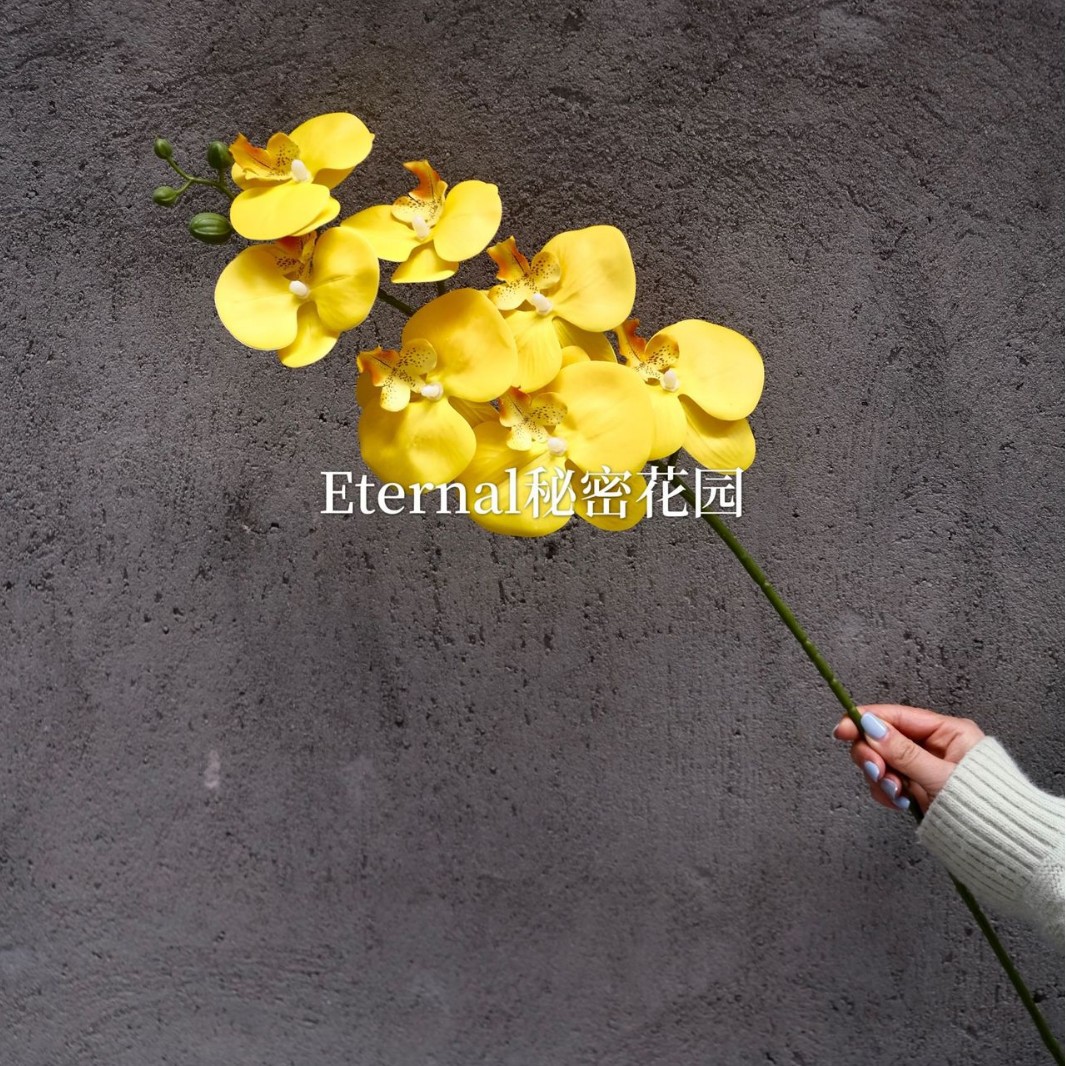 Phalaenopsis hidratante 3D