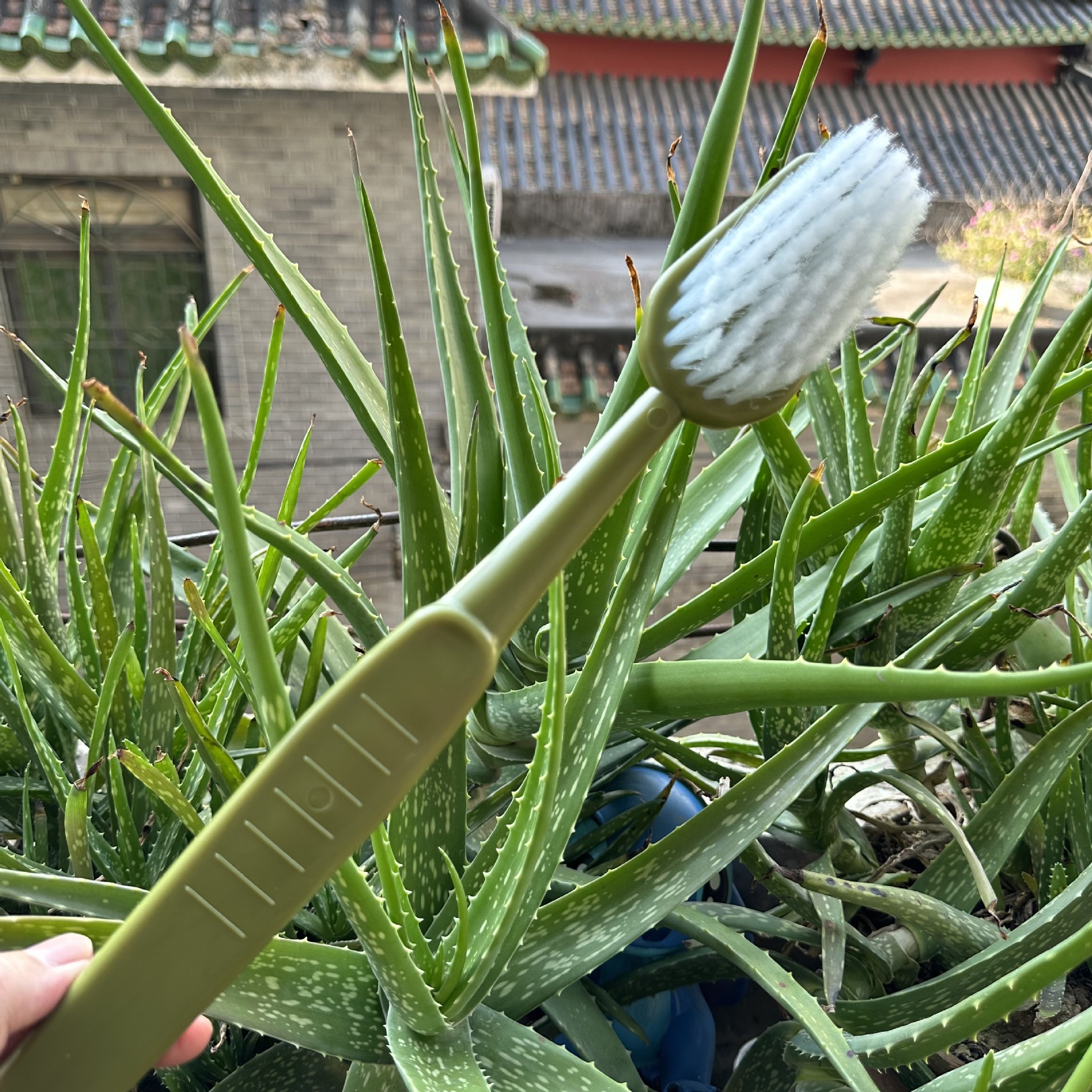 Forma de cepillo de dientes grande BATHBRUSH baño frotar la espalda cepillo de dientes grande colgando baño limpieza cepillo suave