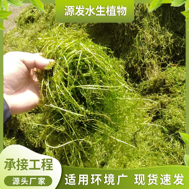 Погружные растения, Элодея, Элодея, Гемерокаллис и Эгерия осуществляют различные проекты по очистке и восстановлению воды.