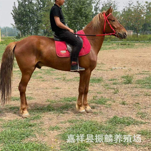 �����T���R�Bֳ���� �����T���R�ɹ��R��Ѫ�R���_�R�����R