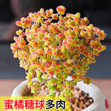 ����֦�ɷ��Ӷ���ֲ�ﻨ��С����ϡ��Ʒ�N���F�Gֲ���B��