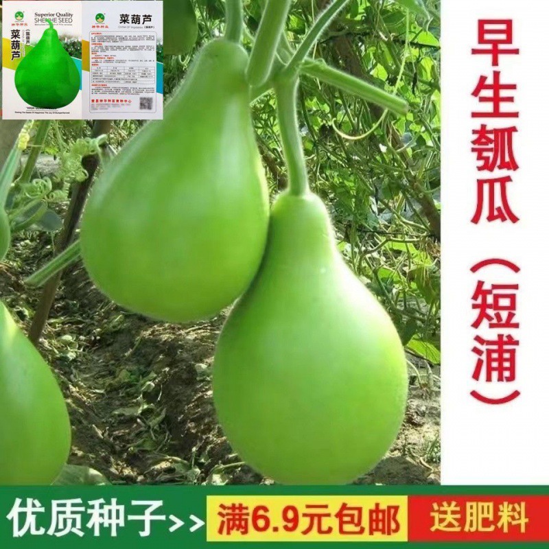 菜葫芦瓠瓜种子早生 蒲瓜种籽瓠子瓜葫芦瓜农家菜种优质栽培播种