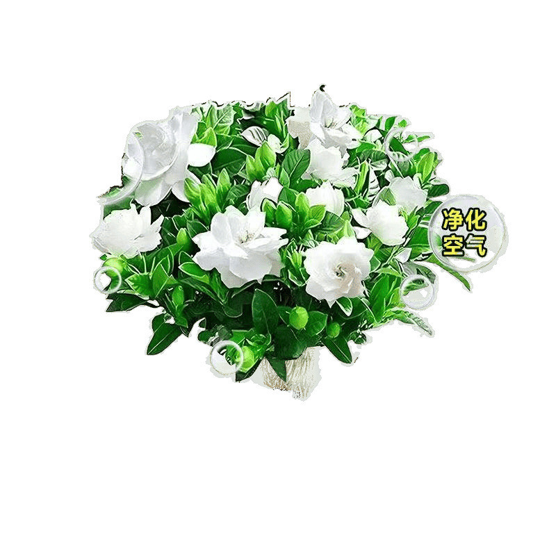 水耕栽培クチナシ鉢植え屋内四季育てやすいデスクトップ開花緑植物花ワンピース卸売 AliExpress|undefined